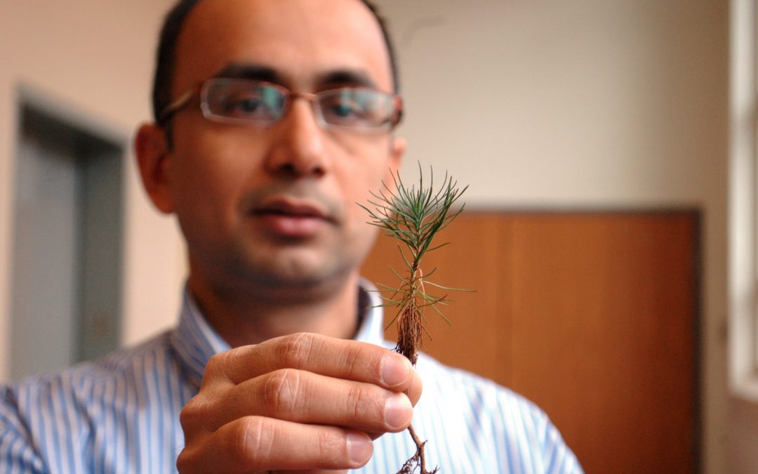 Auburn researcher turning pine trees into gasoline