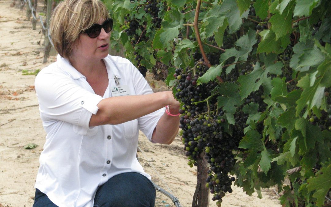 Auburn grape study good news for state vineyards, wineries
