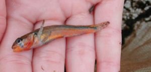 Etheostoma boschungi, male Dodd site, fish