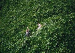 Kudzu, the little known habitat of the Yazoo darter.