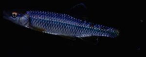 Blue Shiner, Cyprinella caerulea