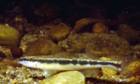 Muscadine Darter, Percina sp., photo by C. E. Johnston