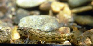 Holiday Darter, Etheostoma brevirostrum, photo by C. E. Johnston