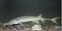 Shovelnose Sturgeon Fish