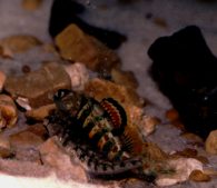 Spawning Redband Darters, Etheostoma Luteovinctum, photo by C. E. Johnston