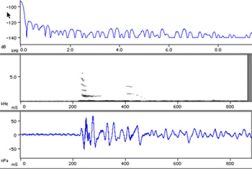 Shovelnose Sturgeon Fish Sound production chart