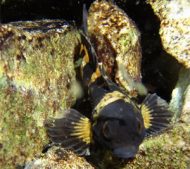 Pygmy sculpin, Cottus paulis, photo by C. E. Johnston