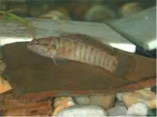 Etheostoma Corona Fish