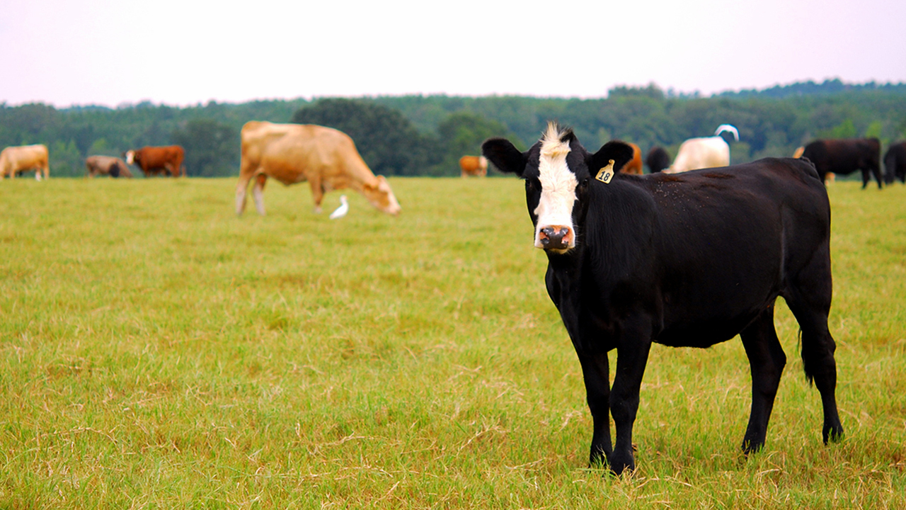 Beef cattle, cows in farm field