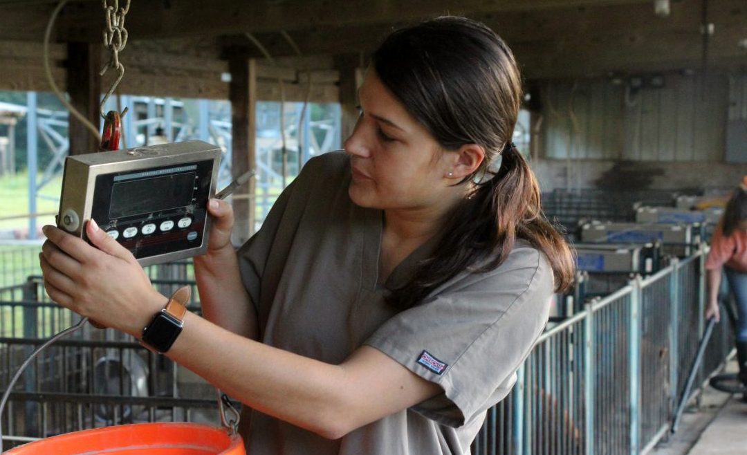 Aided by students, Auburn scientist probes ideal weight for woolly pigs