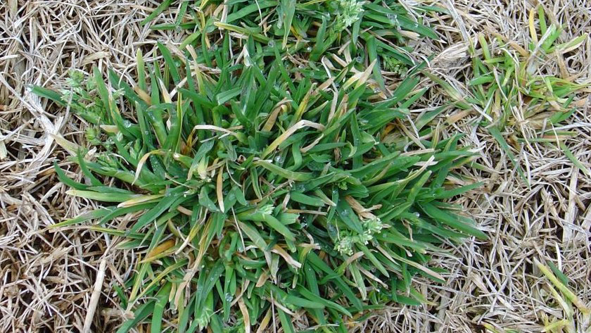 Auburn weed scientist, colleagues tackle troublesome turfgrass weed
