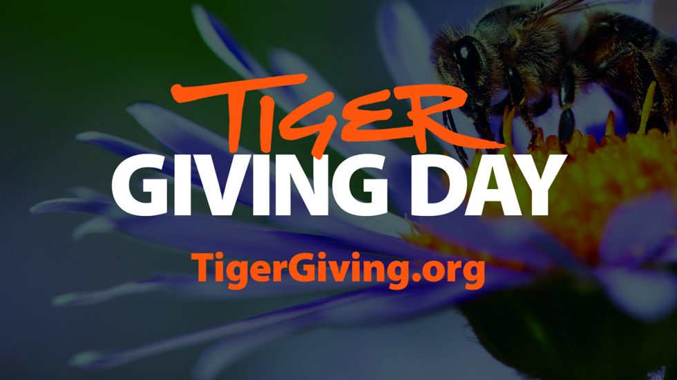 A sweet gift Tiger Giving Day to support AU Bee Lab / Auburn