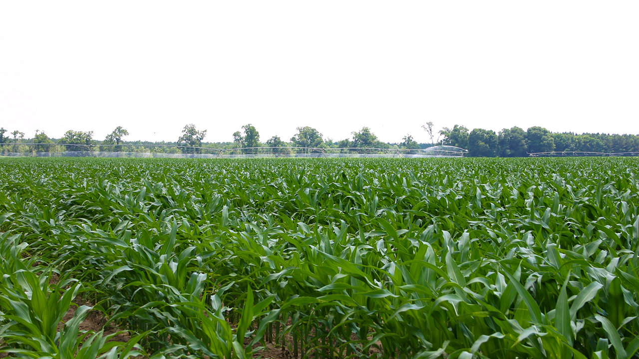 Farm land, corn field of lush green stalks of corn rows.
