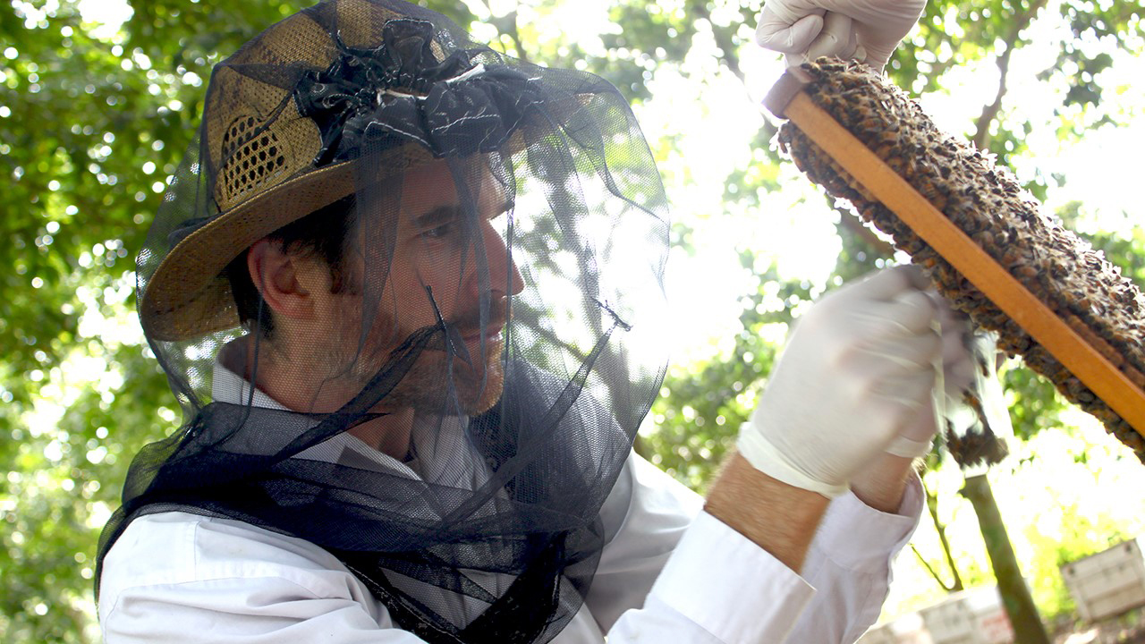 Geoff Williams Auburn University honey bees colony loss entomology