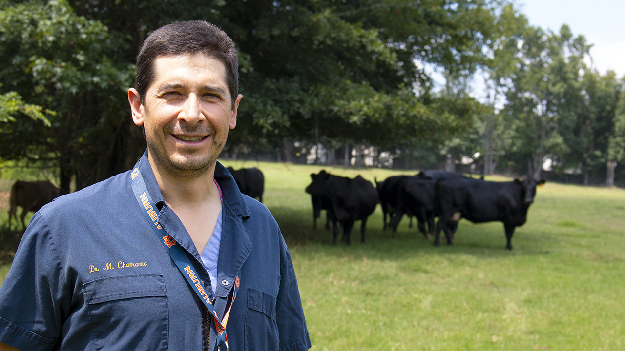 AAES researcher Manuel F. Chamorro, assistant professor of food animal medicine and surgery in the College of Veterinary Medicine.