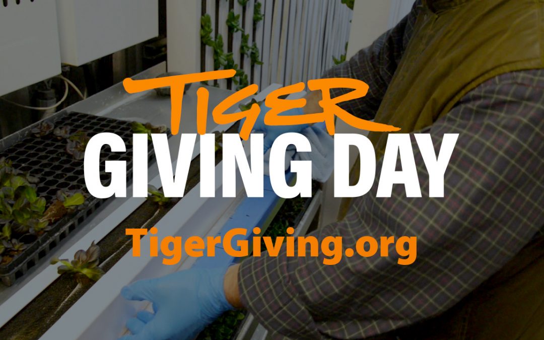 Tiger Giving Day to support Department of Horticulture’s new hydroponic container gardens