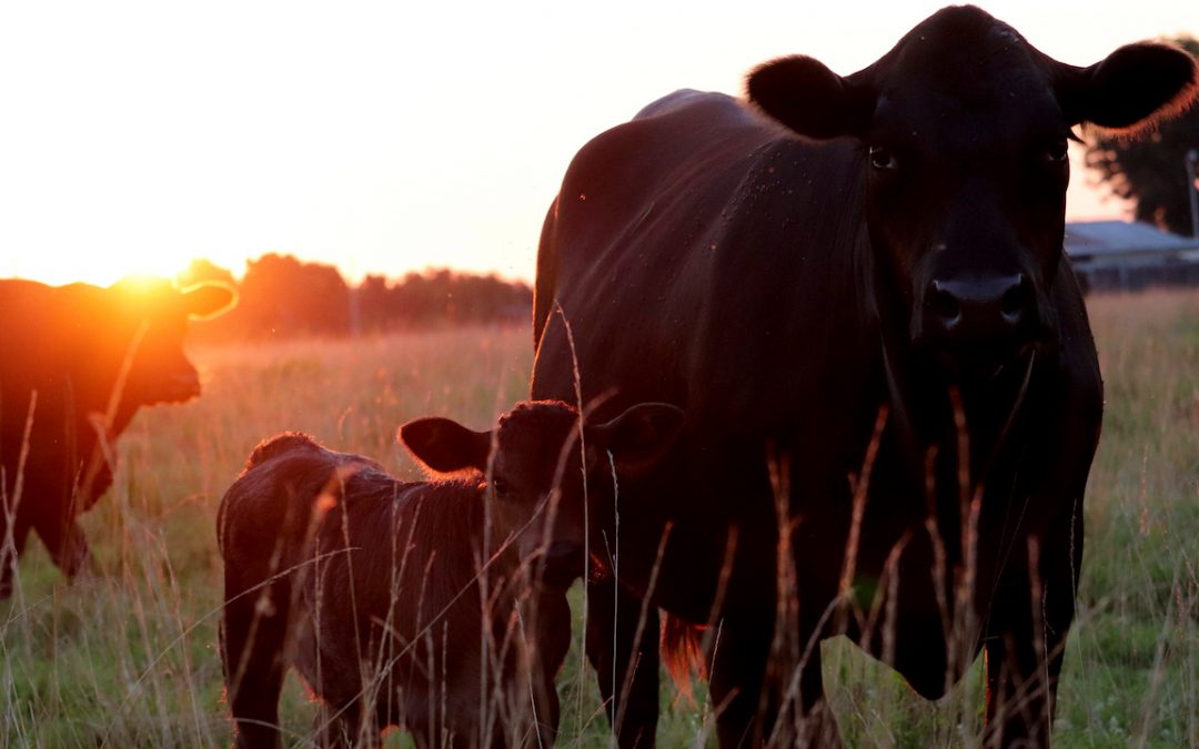 2020 beef cattle producer conference set for March 13-15 in Auburn