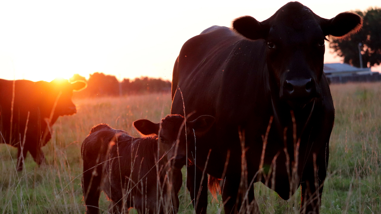 Cows and calf at sunset in a southern farm field