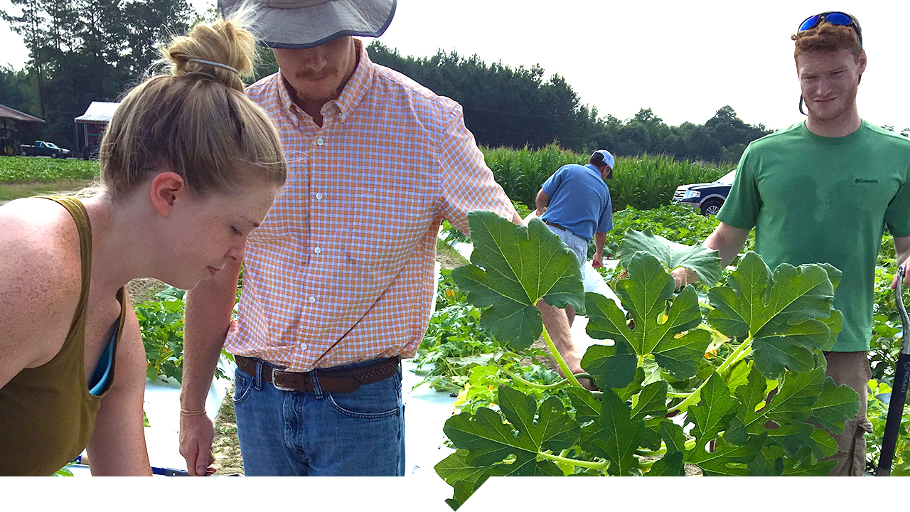 Entomology & Plant Pathology Auburn students outside in a southern Alabama farm field inspecting plants on a hot day, Kathy Lawrence's Research Lab