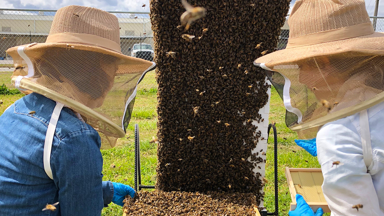 Two southern female grad students in latex gloves and beekeeper gear, research large bee hive.