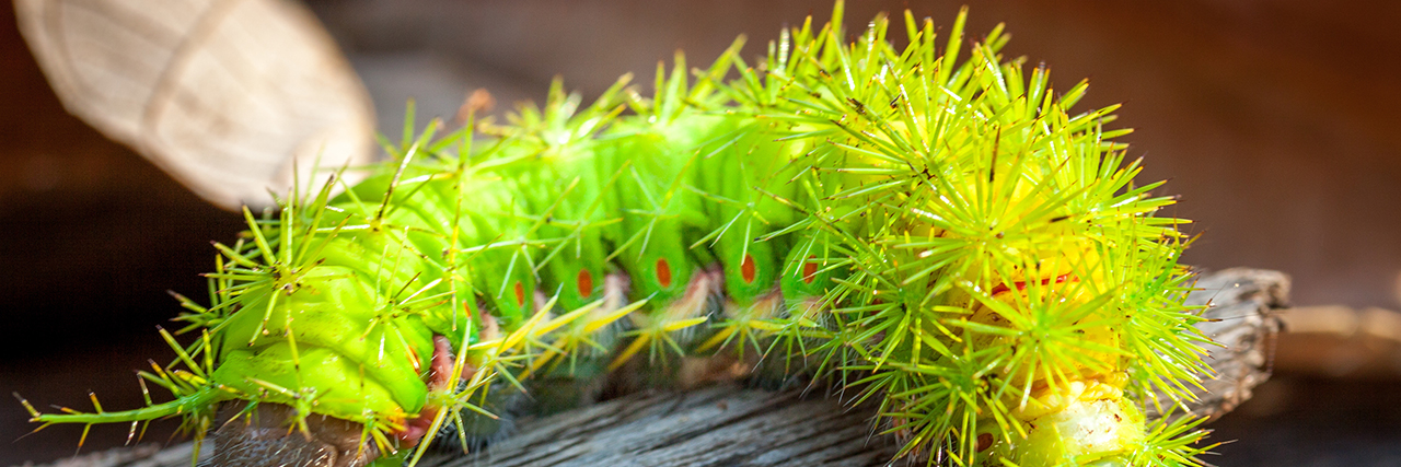 Huge green poisonous stinging caterpillar with long spines from the rainforest in Bolivia, South America, on a piece of wood.