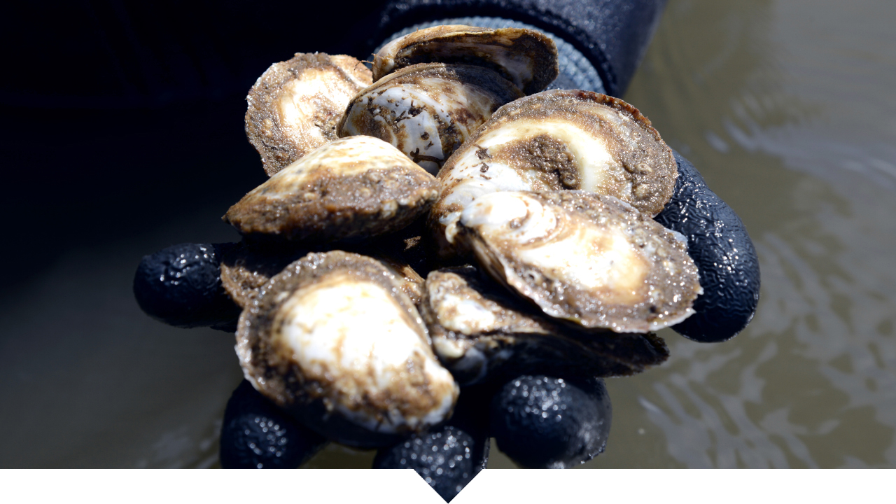 Scuba diver glove hand holding Alabama Farmed Oysters, Auburn Fisheries Gulf Coast Research