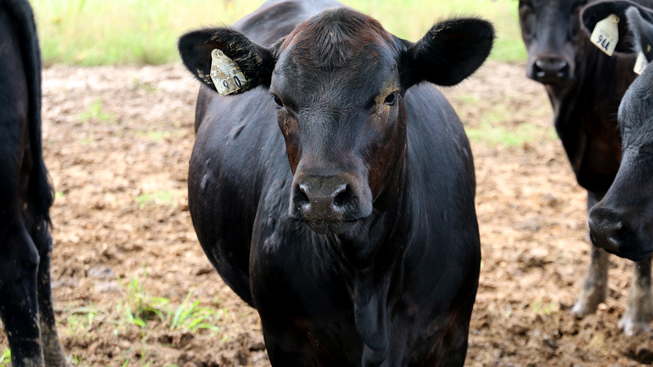 A cow with a tagged ear looks into the camera