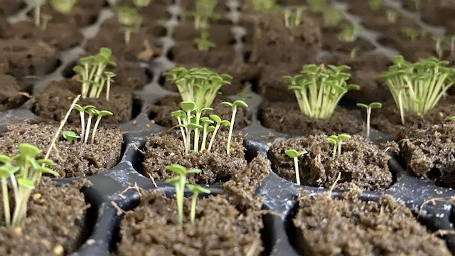 Tiny plants shoot out of the dirt in a container farm