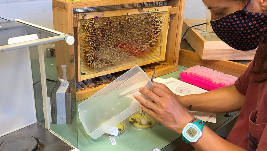 Auburn bee researcher working in lab