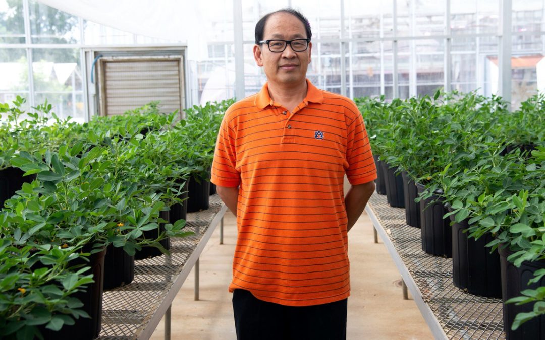 Peanut breeding program works on drought-tolerant plant