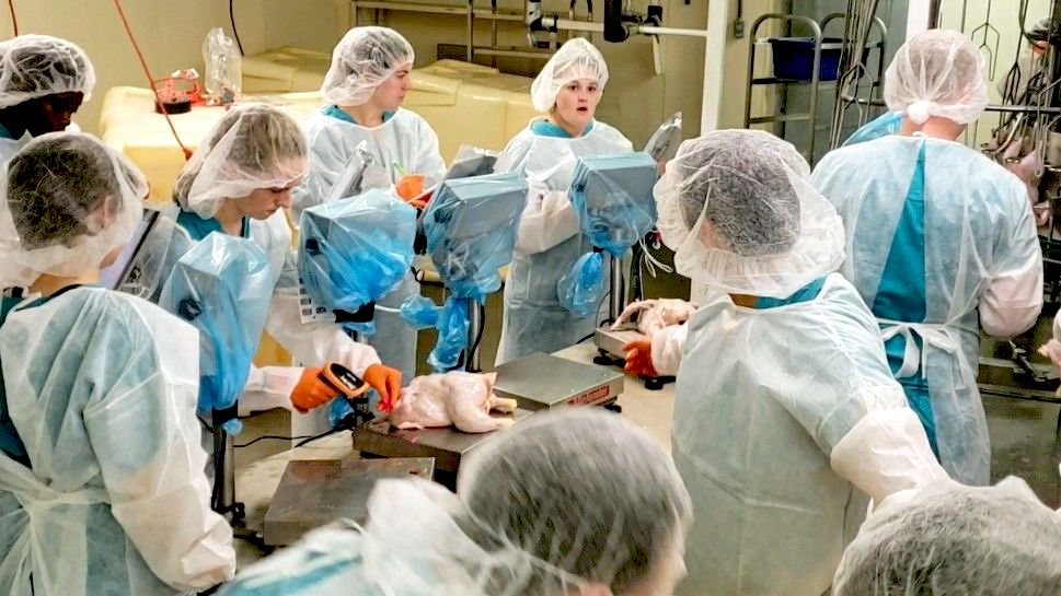 Auburn Students work in the Starkey poultry research lab on feed enzymes, animal nutrition