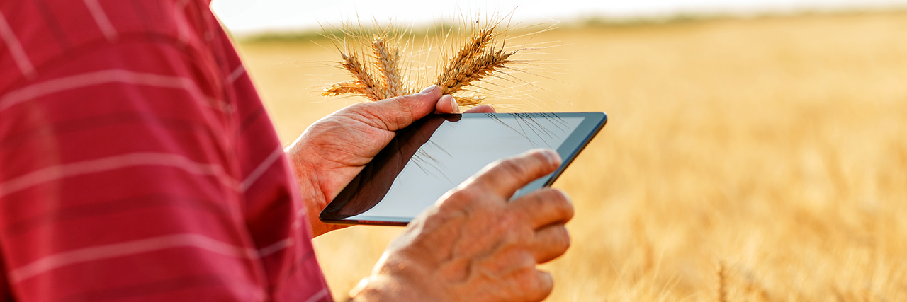 Close up of senior farmer standing in a wheat field with a mobile tablet and examining crop research data online.