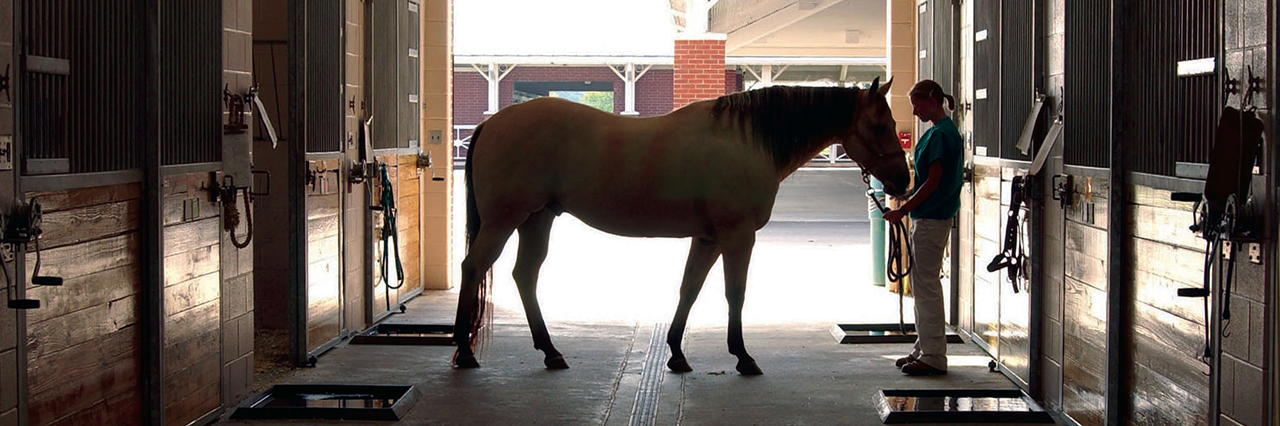 Horse-outline-with-Animal-Science-major-Auburn-Alabama-stable-sm