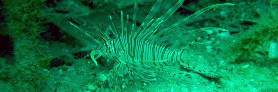 Auburn-Marine-Fish-Lab-Scorpionfish-Gulf-of-Mexico-Ocean-Alabama-USA-sm
