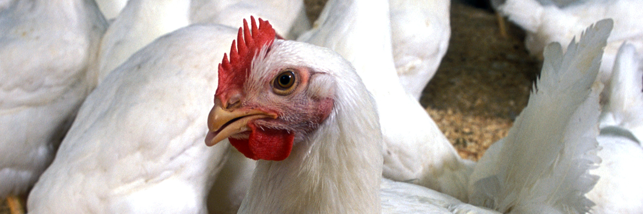Chicken-close-up-in-Hatchery-Auburn-Poultry-Science-Major-Degree-Minors-Alabama-sm