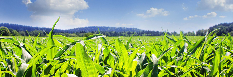 Crop-Green-Field-Blue-Sky-Sunny-Day-AU-Production-Major-Degree-Option-sm