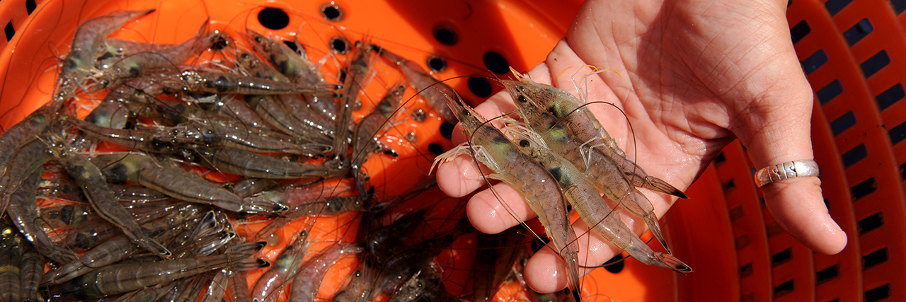 Fisheries-Pre-Vet-Med-Professional-Student-Major-Hand-Holding-gulf-coast-Shrimp-in-Orange-basket-sm