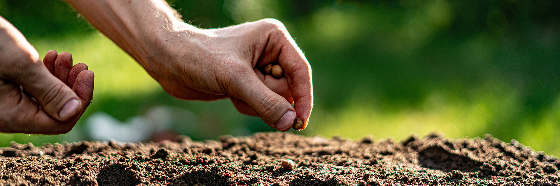 Hand-Planting-Seed-in-Dirt-Auburn-Soil-Water-Land-Use-Major-Degree-Option