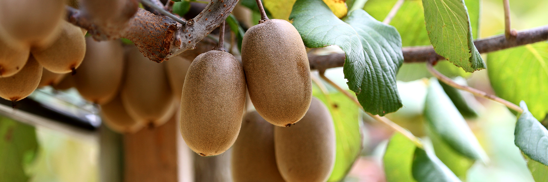 Kiwi-Fruit-Bunches-hanging-from-vine-with-green-leaves-on-Alabama-Farm-Horticulture-Fruit-Vegetable-Production-Major-4126-sm