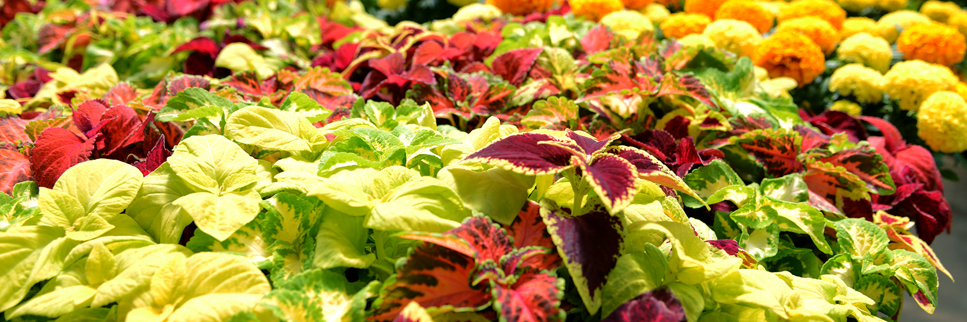 Plants-and-Flowers-in-Auburn-Alabama-Paterson-Nursery-Greenhouse-Science-Major-Degree-Close-Up-20200123-sm