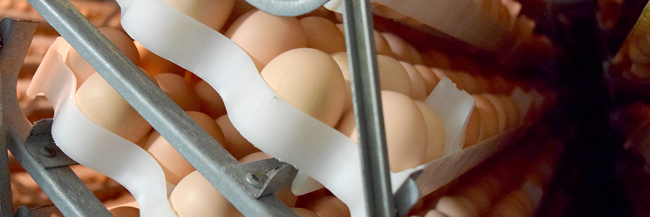 Poultry-Science-Production-Major-Degree-Auburn-University-Chicken-Eggs-Close-up-sm-0184