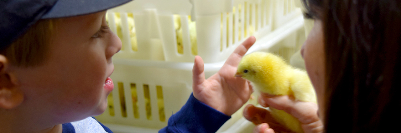 Victoria-Pratt-and-son-inspecting-a-little-chick-yellow-Avian-Medicine-Masters-Degree-Poultry-Science-Pre-Veterinary-Med-Major-Auburn-University-Chicken-Hatchery-Broiler-House-Bird-Health-sm