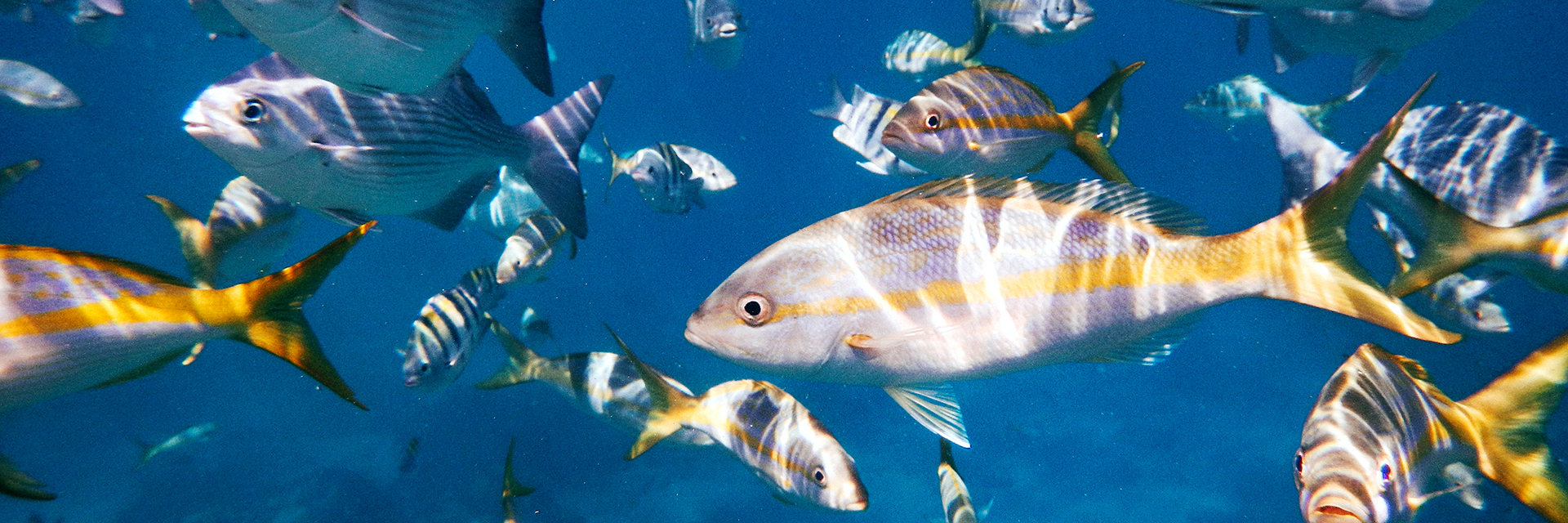 School-of-Fish-Yellow-Tipped-Fins-Swimming-Underwater-tropical-Gulf-of-Mexico-Atlantic-Ocean-water-off-island-marine-blue-coral-reef-sm