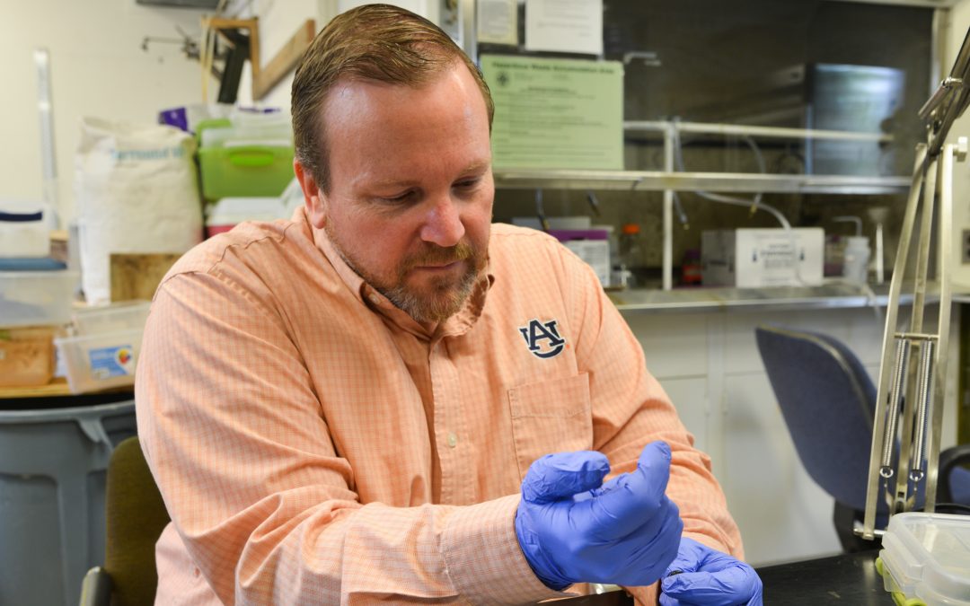 Auburn entomologist seeks alternatives for urban pesticide use