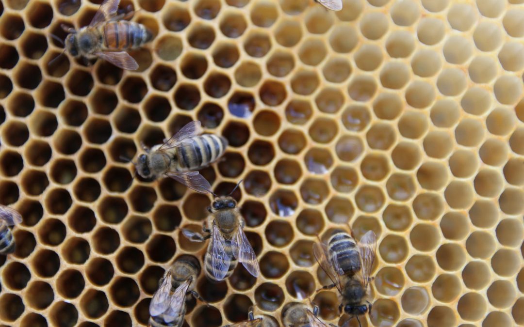 Beekeepers continue to report high colony loss rates, no clear improvement