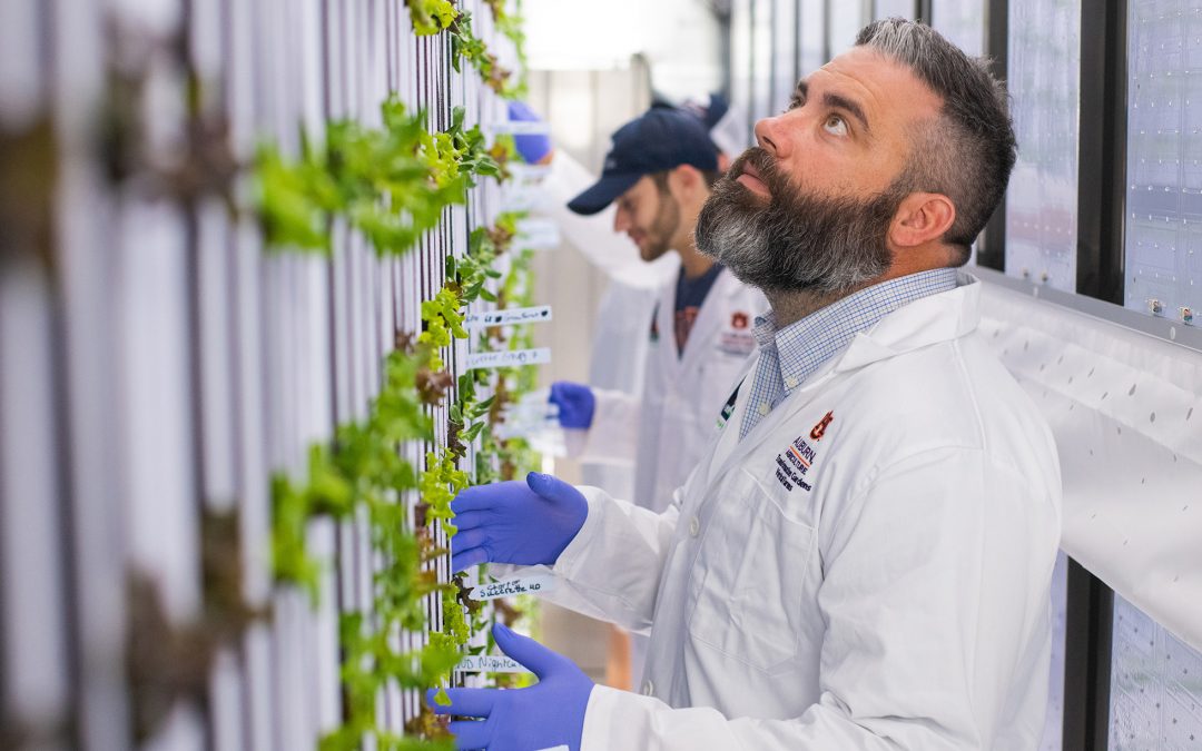 College of Agriculture using high-tech shipping containers to grow produce for Campus Dining