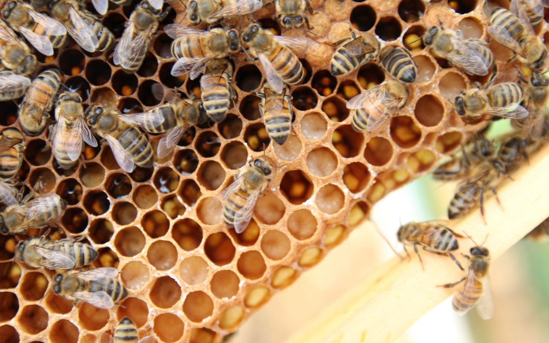 The Collegiate Hotel creates annual fund benefiting AU-Bees Lab