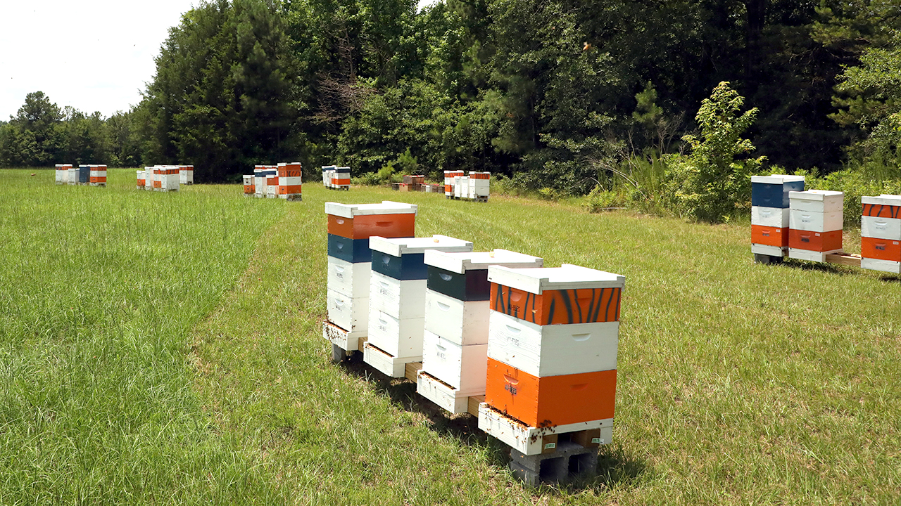 Wire Road Auburn Bee Yard, AL, Hives full of sweet honey