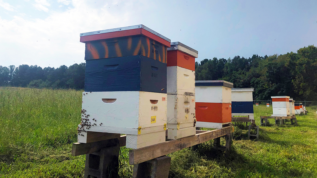 Richland Bee Yard AL, Hives of Honey