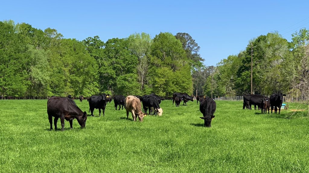 Flink-of-Cattle-or-Milk-Cows-in-AL-Southern-Farm-Grazing-Field